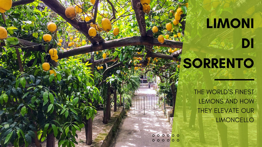 Limoni di Sorrento: The World’s Finest Lemons and How They Elevate Our Limoncello